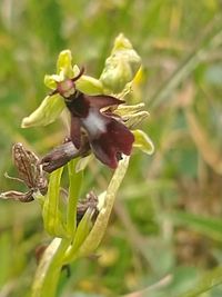 Fliegen-Ragwurz Ophrys insectifera IMG_20230618_100154