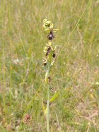 Fliegen-Ragwurz Ophrys insectifera IMG_20230618_110016