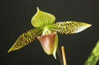 20231028 Froese Karl-Heinz_Paphiopedilum sukhakulii, (Paph098), 2023