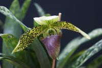 20231028 Froese Karl-Heinz_Paphiopedilum sukhakulii, (Paph099), 2023