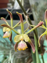 20240824 Jansen Renate_Cattleya intermedia &#039;Orlata&#039;