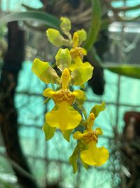 20240824 Jansen Renate_Oncidium longipes