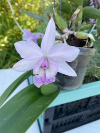 20240824 Verbeet Hans-Peter_Cattleya Kiritsubo (alaorii x nobilior)