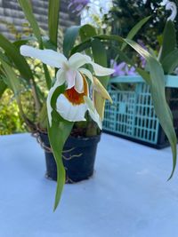 20240824 Verbeet Hans-Peter_Coelogyne Mem. W. Micholitz