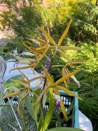 20240824 Verbeet Hans-Peter_Encyclia brassavola