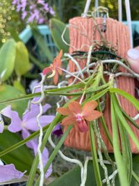 20240824 Verbeet Hans-Peter_Holcoglossum rupestre x Vanda curvifolia