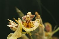 20240127 Verbeet Hans-Peter_Catasetum Orchidglades_1