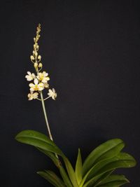 20240720 Jansen Renate_Vandaenopsis Pulcherrimin (Phalaenopsis pulcherrma x Vanda miniata)_1