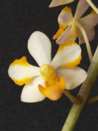 20240720 Jansen Renate_Vandaenopsis Pulcherrimin (Phalaenopsis pulcherrma x Vanda miniata)_2
