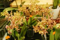 016 C Phalaenopsis2