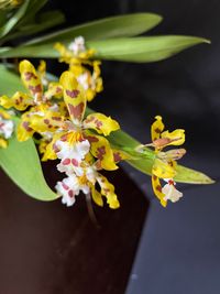 20241026 Camps-Ritter Edith_Odontocidium Mem. Burkhard Holm_2