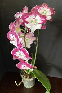 20241026 Camps-Ritter Edith_Phalaenopsis (218)