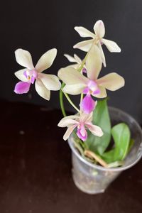 20241026 Camps-Ritter Edith_Phalaenopsis equestris x stobartiana