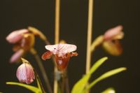 20241026 Froese Karl-Heinz_Paphiopedilum charlesworthii