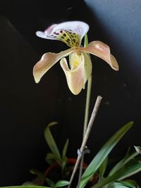 20241026 Froese Karl-Heinz_Paphiopedilum gratrixianum