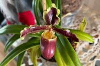 20241026 Froese Karl-Heinz_Paphiopedilum herrmannii