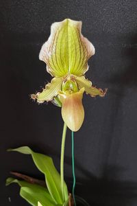 20241026 Riksen Wil_Paphiopedilum glaucophyllum &#039;Album&#039; x fairieanum