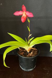 20241026 Riksen Wil_Phragmipedium besseae