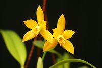 20250222 Froese Karl-Heinz_Cattleya aurantiaca x Laelia xanthina