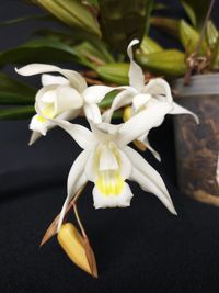 20250222 Jansen Renate_Coelogyne intermedia