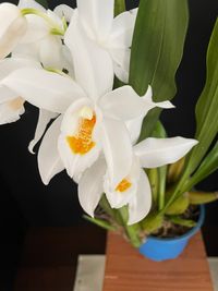 20250222 Verbeet Hans-Peter_Coelogyne mooreana