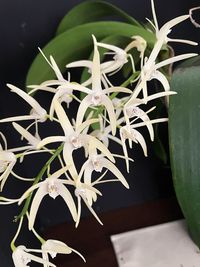 20250222 Verbeet Hans-Peter_Dendrobium jonesii