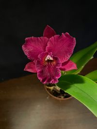 20250126 Jansen Renate_Blc. Ocozette &#039;Dark Queen&#039;