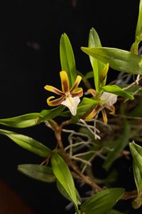 20250126 Jansen Renate_Encyclia polybulbon