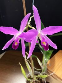 20250126 Jansen Renate_Laelia anceps &#039;KH&#039;