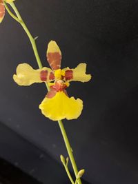 20250126 Verbeet Hans-Peter_Oncidium excavatum